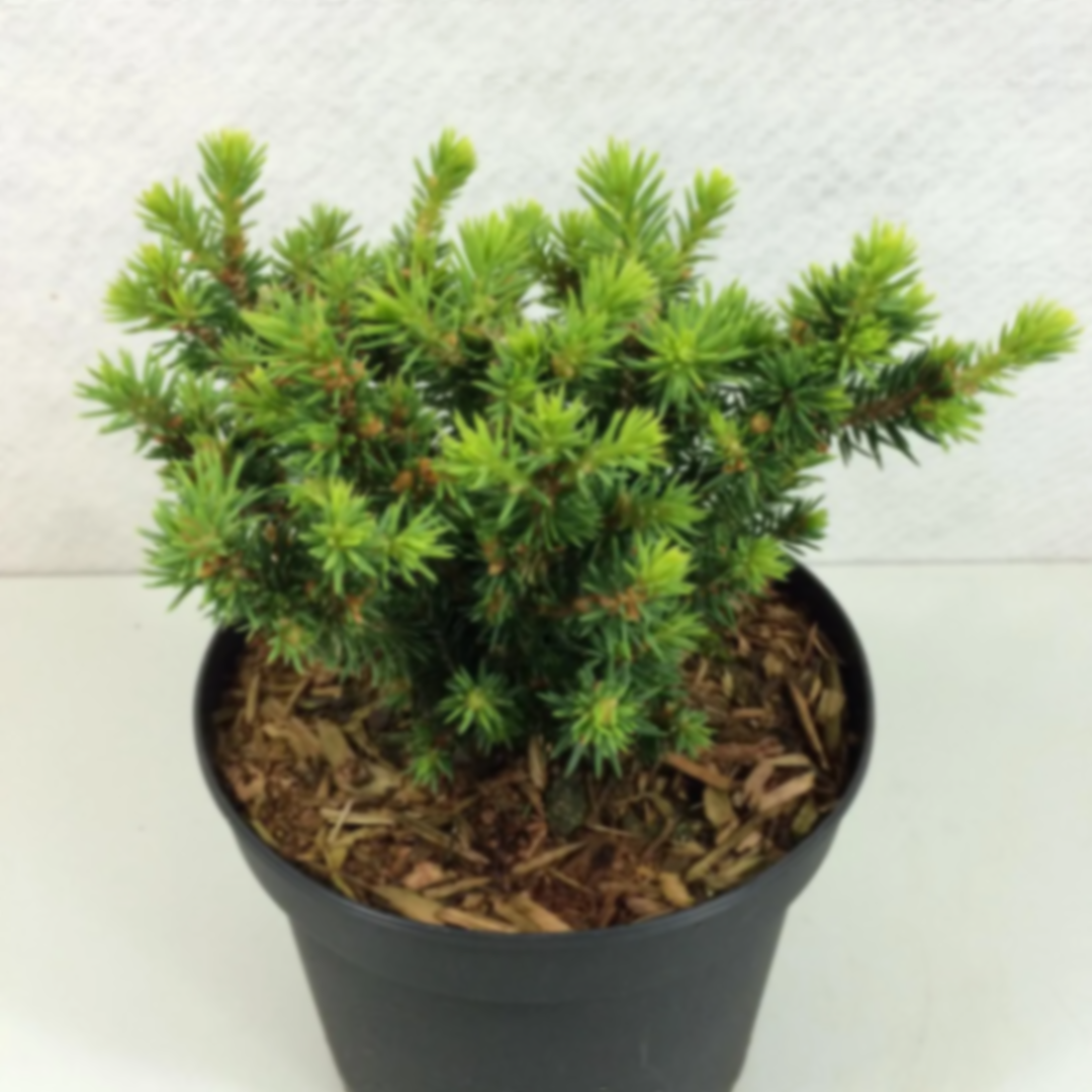 Ель канадская Ци'с Уандер